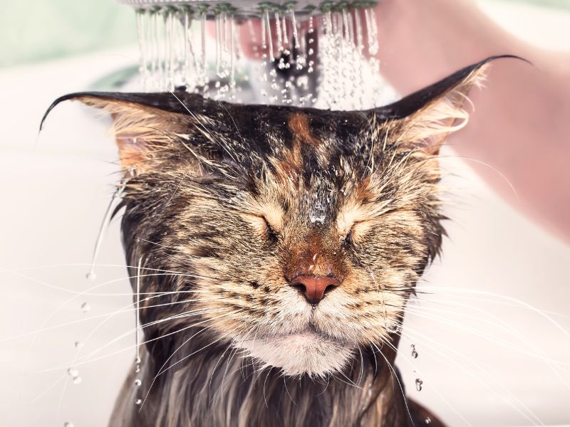 cat being bathed at a professional groomer