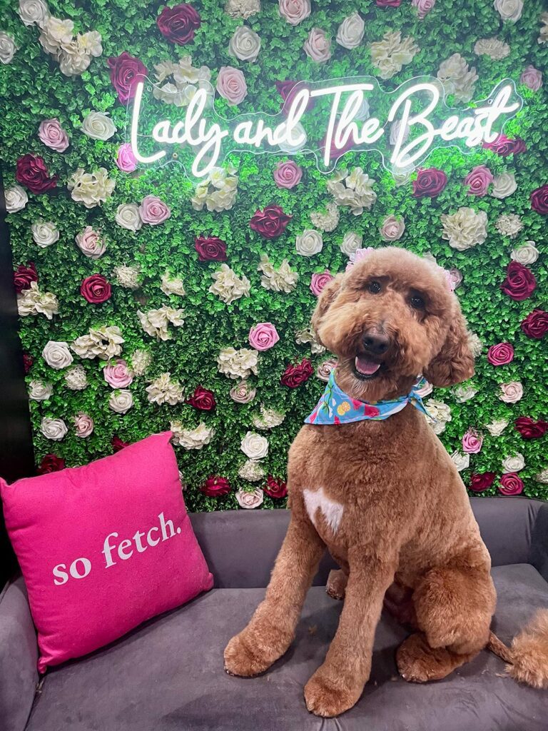 dog sitting on a couch by a flower wall