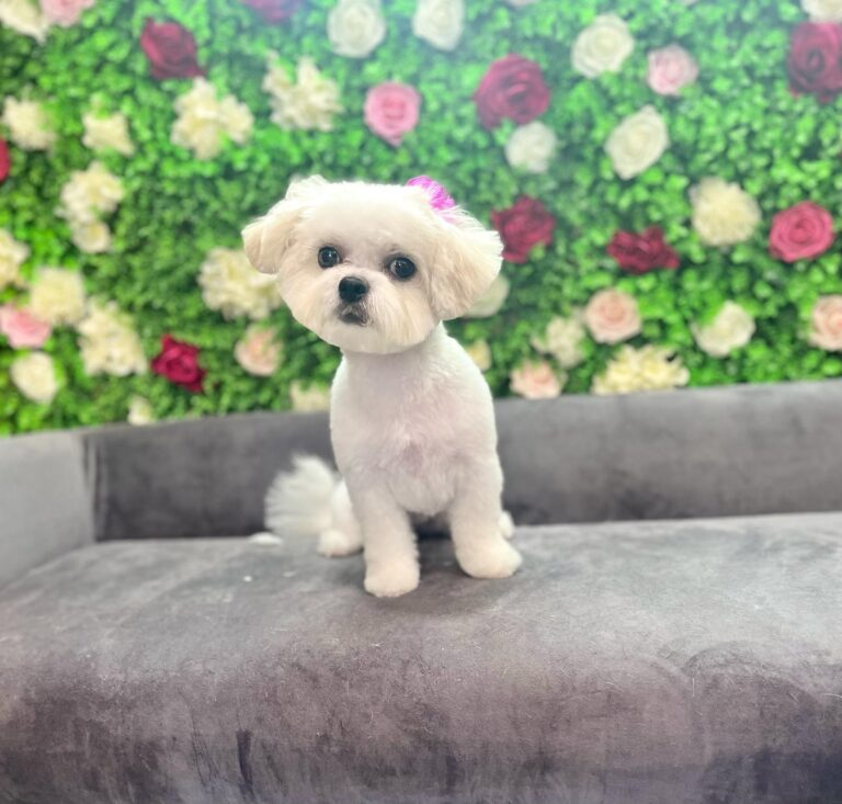 dog sitting on a grey couch