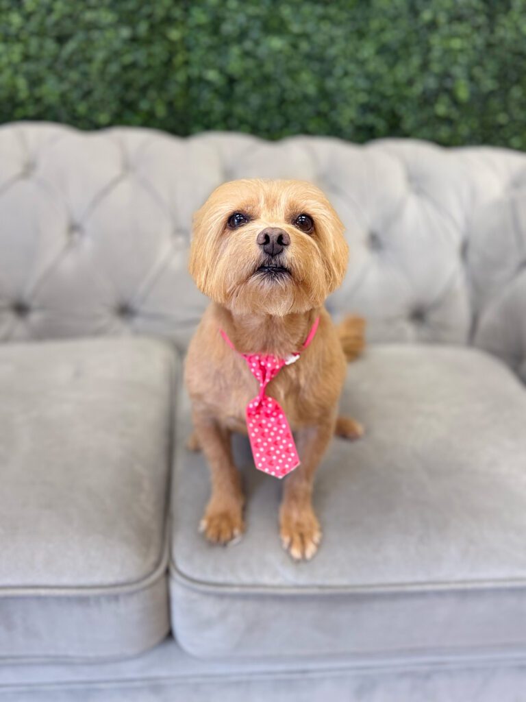 dog wearing a tie