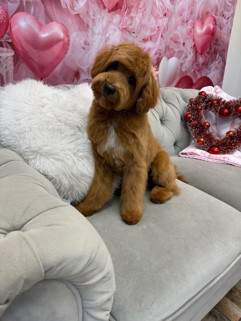 dog sitting on a couch