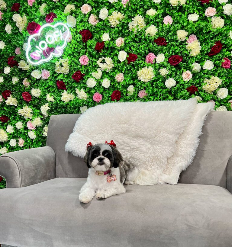 dog sitting on a couch