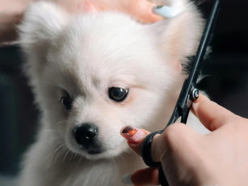 small dog getting a hair cut