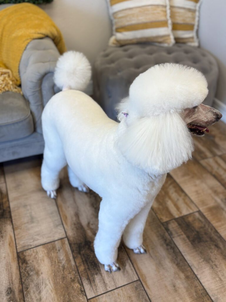 Dog Gallery