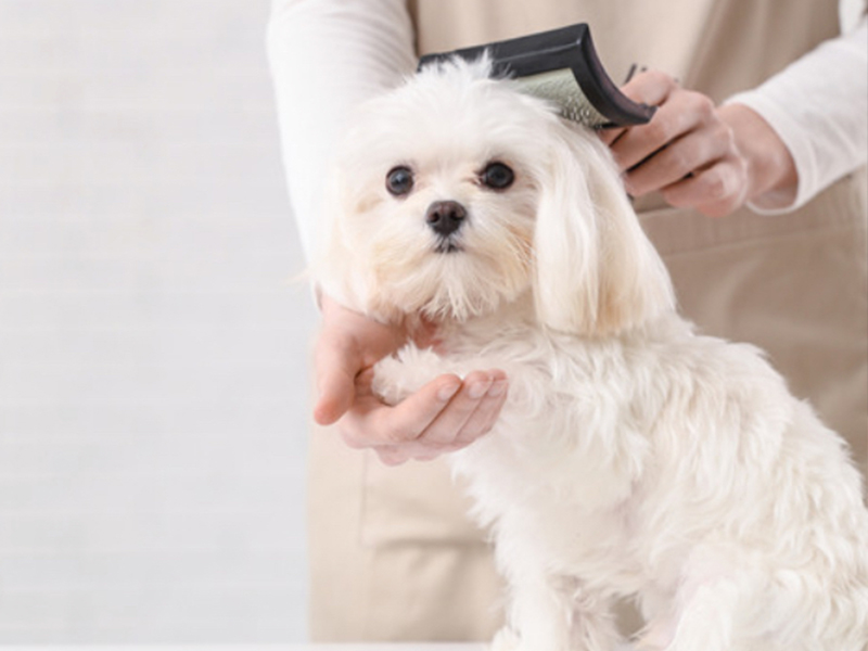 Mini Luxury Groom