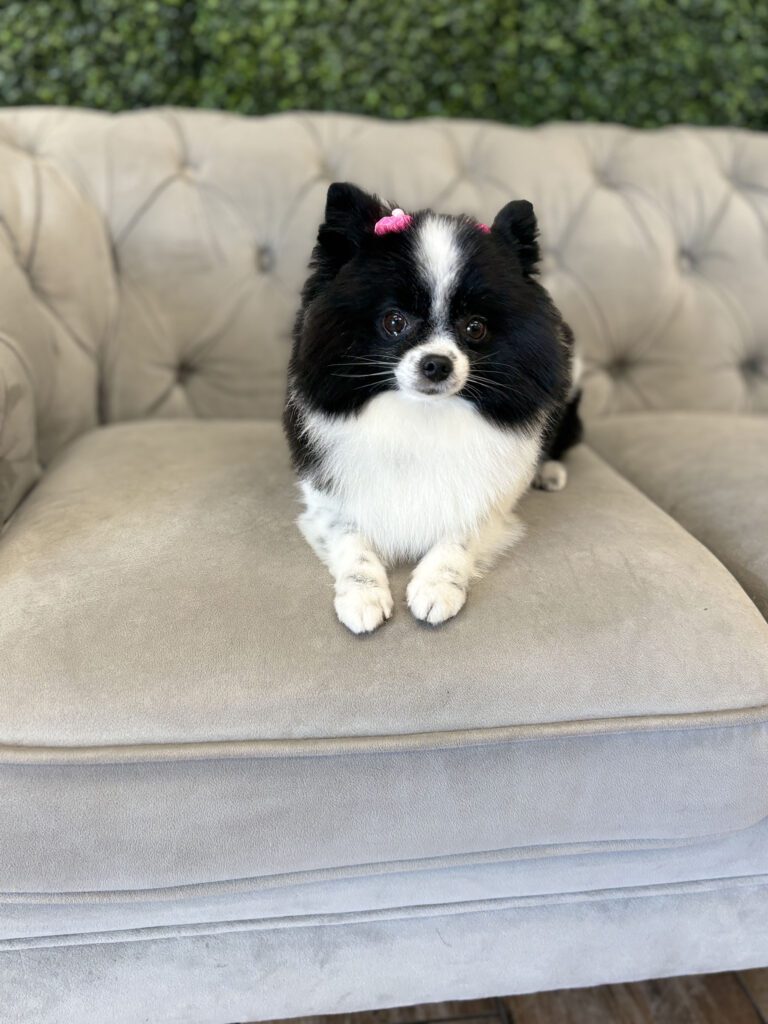 Dog Gallery